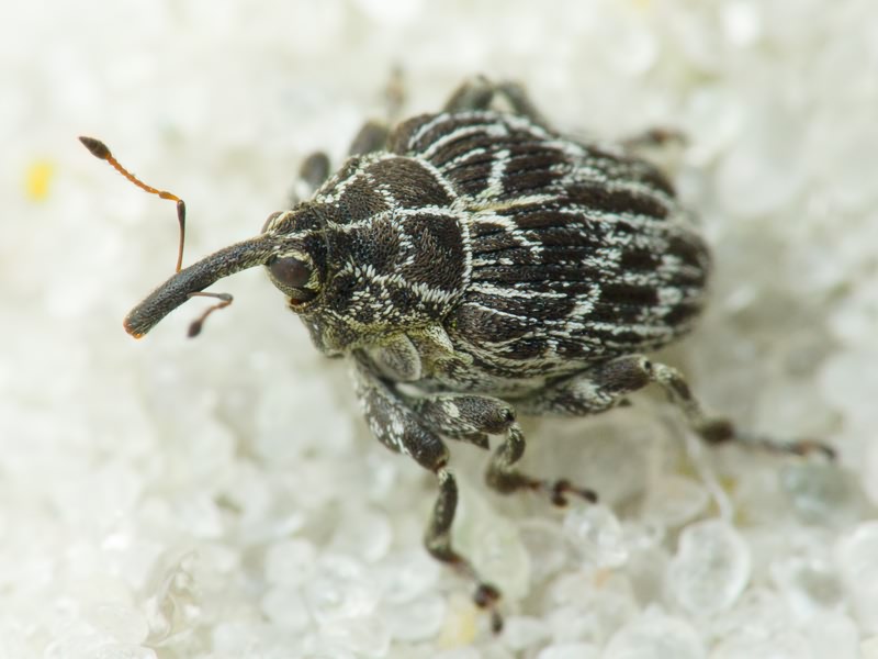 Mogulones geographicus (Goeze, 1777)